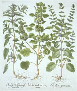 Drei Arten von Melisse, aus Hortus Eystettensis, von Basil Besler (1561-1629), veröffentlicht 1613 von German School