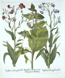 Drei Sorten Ochsenzunge, aus Hortus Eystettensis, von Basil Besler (1561-1629), veröffentlicht 1613 von German School