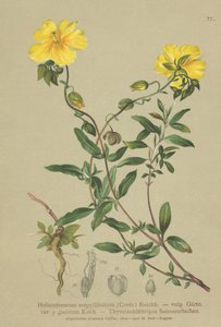 Thymianblättriges Sonnenröschen