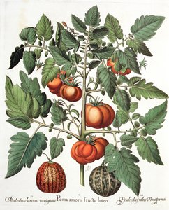 Tomaten und Melonen: 1. Poma amoris fructu luteo; 2. Melo Saccharinus variegatus; 3. Pseudocolocynthis Pomiformis, aus dem Hortus Eystettensis von Basil Besler, veröffentlicht 1613 von German School