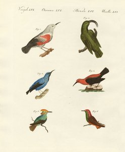 Baumläufer und Kolibris