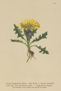 Triglav-Greiskraut von German School