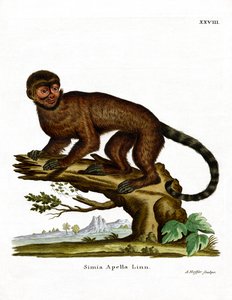 Gehaubter Kapuziner