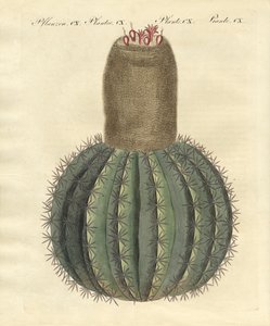 Türkenbundkaktus