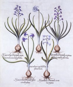 Hyazinthenarten mit Zwiebel, aus Hortus Eystettensis, von Basil Besler, veröffentlicht 1613