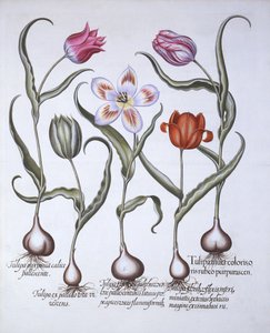 Tulpenarten, aus Hortus Eystettensis, von Basil Besler, 1613 von German School