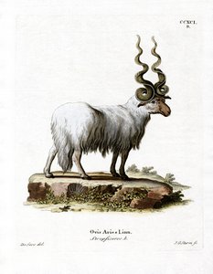 Wallachenschaf
