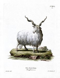 Wallachenschaf