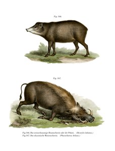 Warzenschwein