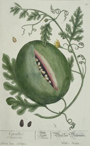 Wassermelone, aus Einem Neugierigen Kräuterbuch, deutsche Ausgabe, veröffentlicht 1757