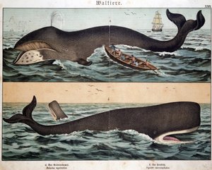 Wal, in „Naturgeschichte der Säugetiere“, hrsg. Schreiber, München von German School