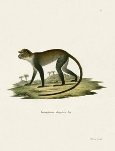 Weißkehlige Meerkatze von German School
