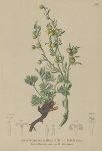 Weißer Genepi (Artemisia mutellina, Artemisia umbelliformis)