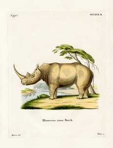 Weißes Nashorn