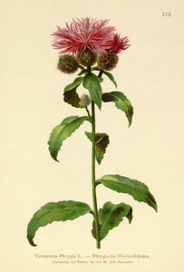 Perücken-Flockenblume