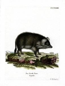 Wildschwein von German School