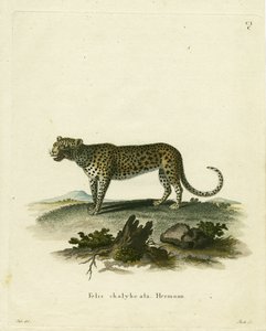 Wildkatze