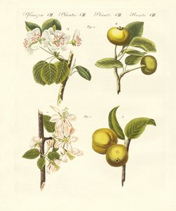 Wilde Obstsorten