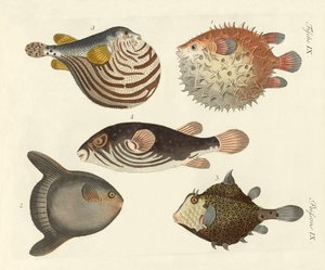 Wunderbare Fische