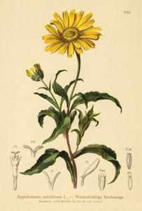 Weidenblättriges Ochsenauge (Buphthalmum salicifolium) von German School