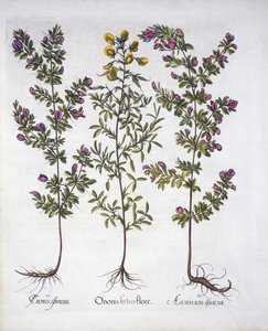 Gelber Hauhechel, Rosa Hauhechel und Rosa Dorniger Hauhechel, aus Hortus Eystettensis, von Basil Besler (1561-1629), veröffentlicht 1613 von German School
