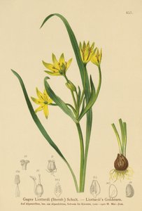 Gelber Milchstern (Gagea Liottardi, Gagea lutea, Gagea fragifera, Ornithogalum minimum var. fragiferum, Gagea fistulosa subsp. liotardii) von German School