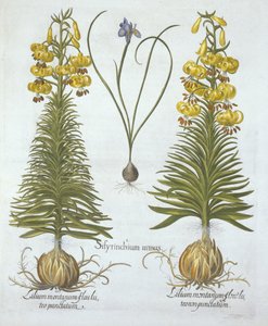 Gelbe Türkenbundlilie mit Zwiebel und Zwerg-Blaue Augenblume, aus Hortus Eystettensis, von Basil Besler (1561-1629), veröffentlicht 1613 von German School