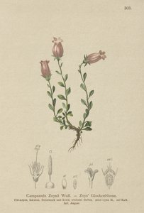 Zois-Glockenblume von German School