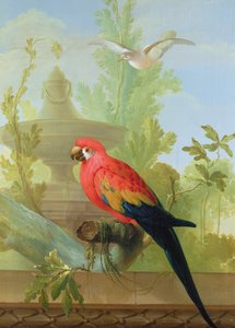 Ein Ara und eine Taube in einem ornamentalen Garten, 1772 von Gerrit van den Heuvel