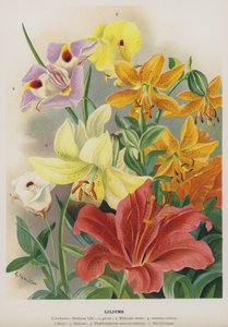 Lilien