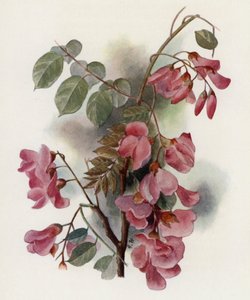 Robinia Hispida von Gertrude Hamilton
