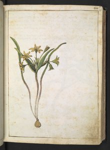 Eine Pflanze mit gelben Blüten, aus "Paintings of Flora of the Roman States" von Gherardo Cibo