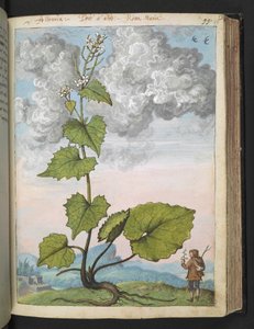 Alliaria petiolata: Eine hohe Pflanze mit weißen Blütenblättern, aus "Paintings of Flora of the Roman States" von Gherardo Cibo