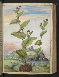Aristolochia rotunda: Eine fruchttragende Pflanze, aus "Gemälde der Flora der römischen Staaten" von Gherardo Cibo, Add MS 22333, f078r, ca. 1564-84