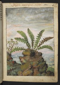 Ceterach officinarum, aus "Paintings of Flora of the Roman States" von Gherardo Cibo von Gherardo Cibo