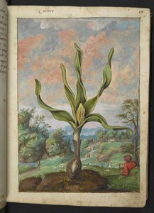 Colchicum autumnale, aus "Paintings of Flora of the Roman States" von Gherardo Cibo von Gherardo Cibo
