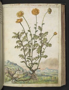 Cota tinctoria, aus "Gemälde der Flora der römischen Staaten" von Gherardo Cibo, Add MS 22333, f106r, ca. 1564-84