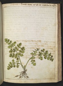 Filipendula, aus 