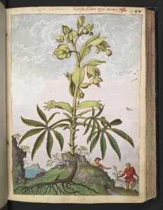 Helleborus foetidus, aus "Gemälde der Flora der römischen Staaten" von Gherardo Cibo, Add MS 22333, f089r, ca. 1564-84 von Gherardo Cibo