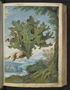 Lobaria pulmonaria (Lungenkraut), aus "Paintings of Flora of the Roman States" von Gherardo Cibo von Gherardo Cibo