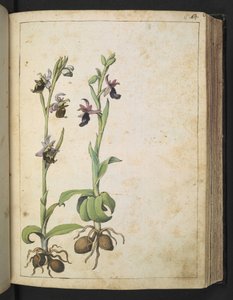 Orchis: Eine Pflanze mit weißen und rosa Blüten, aus 