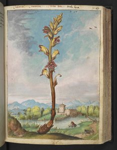 Orobanche gracilis, aus "Gemälde der Flora der römischen Staaten" von Gherardo Cibo, Add MS 22333, f070r, ca. 1564-84