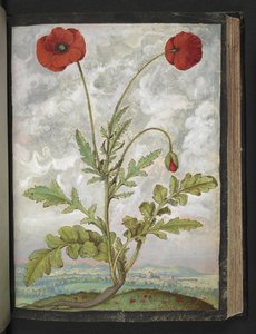 Papaver rhoeas (Mohnblumen), aus "Gemälde der Flora der römischen Staaten" von Gherardo Cibo, Add MS 22333, f107r, ca. 1564-84 von Gherardo Cibo