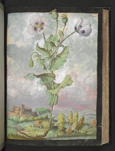 Papaver somniferum: Eine Pflanze mit weißen Blütenblättern, aus "Paintings of Flora of the Roman States" von Gherardo Cibo