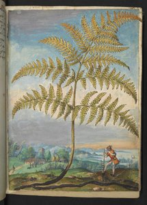 Pteridium aquilinium: Ein Farn, aus "Paintings of Flora of the Roman States" von Gherardo Cibo von Gherardo Cibo