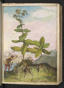 Sedum telephium, aus "Gemälde der Flora der römischen Staaten" von Gherardo Cibo, Add MS 22333, f043r, ca. 1564-84 von Gherardo Cibo