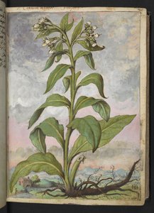 Symphytum officinale (Beinwell), aus "Paintings of Flora of the Roman States" von Gherardo Cibo