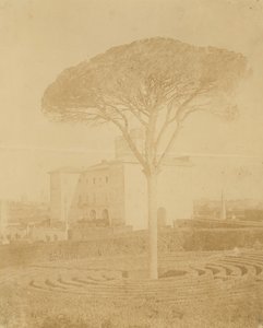 [Baum im formalen Garten außerhalb des Palazzo], 1860er-70er Jahre