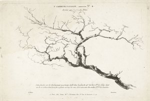 Studie eines kahlen Baumzweigs