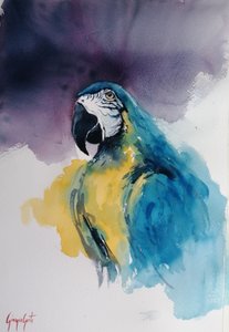 Blauer und gelber Ara von Giorgio Gosti